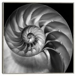 Master Piece Nautilus 2 Framed Wall Art