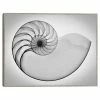 Master Piece Nautilus X Ray I Framed Wall Art