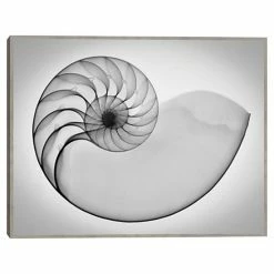 Master Piece Nautilus X Ray I Framed Wall Art